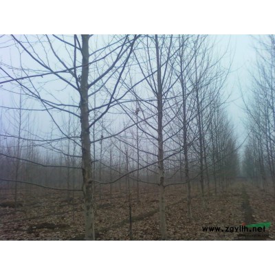 供應法桐、白蠟、國槐、欒樹、女貞及小苗。