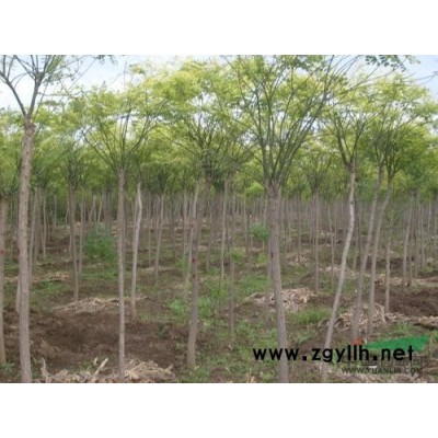 山西農(nóng)民大量種植國槐國槐苗