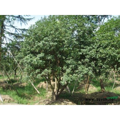 浙江黃山欒樹*新報價/黃山欒樹圖片