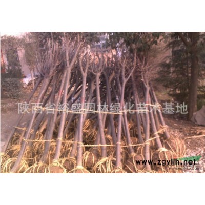 陜西雪松1*新報價/雪松1圖片