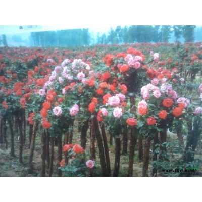 本人有大量欒樹、香花刺、金彈子、刺冬青，如有需要，請與我聯系