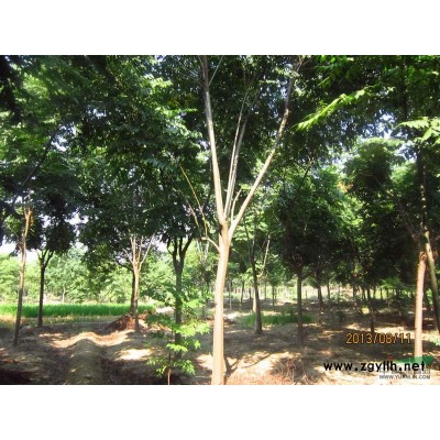 浙江黃山欒樹2介紹