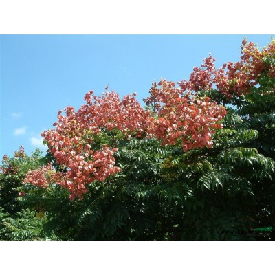 價格合理的欒樹苗木許昌基地在哪里 價格合理的欒樹哪里有供應