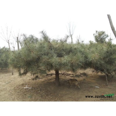 大規格欒樹 國槐