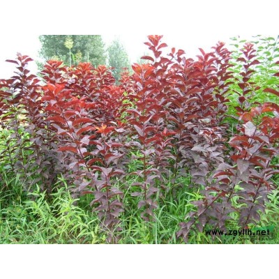 供應(yīng)山西白皮松油松雪松國槐刺槐