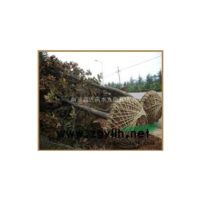 南京地區欒樹價格、優質欒樹價格