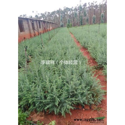 大量供應雪松，雪松樹苗，價格*從優~！