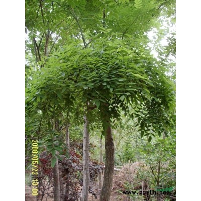 供應雪松、廣玉蘭