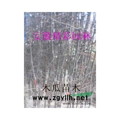 供1-12公分黃山欒樹