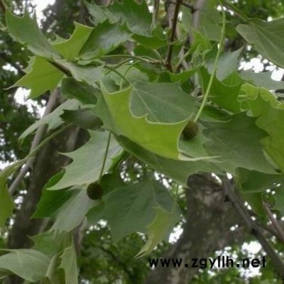 黃山欒樹，香櫞，枇杷，法梧，重陽木，絲棉木，風楊，紫薇，石楠