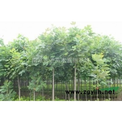 雪松價格、雪松小苗價格、雪松樹價格