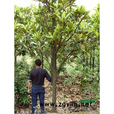 供應青桐、國槐、大葉女貞