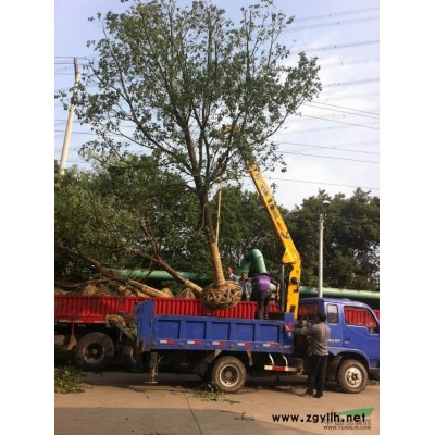 供應香樟，垂柳，櫸樹，紅葉石楠，黃山欒樹，重陽木，廣玉蘭等