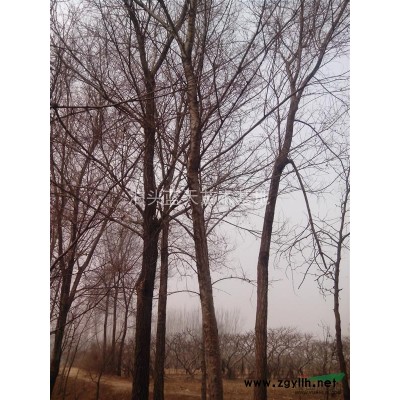 出售米徑3-20公分榆樹、刺槐、柳樹,榆樹小苗.欒樹小苗哦