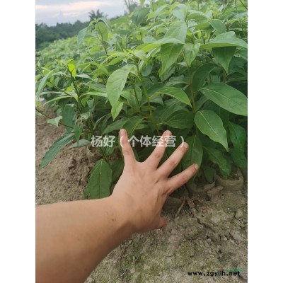 一年生香樟苗，金絲楠木苗供貨