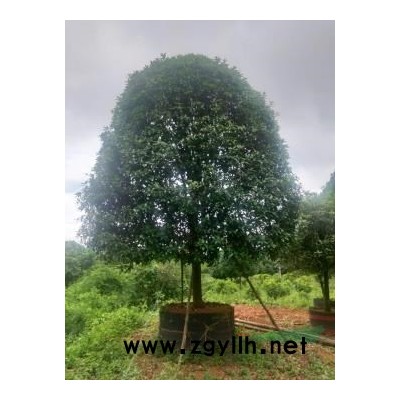 大量供應(銀杏)10至60公分