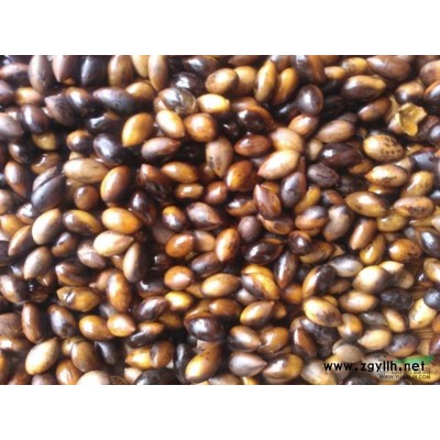 大葉樟，九江大葉香樟種子，江西大葉樟種子