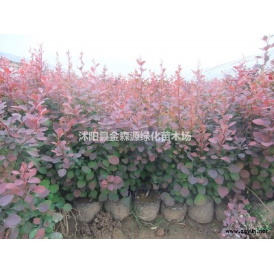 供應銀杏 白果樹圖片 銀杏 白果樹價格