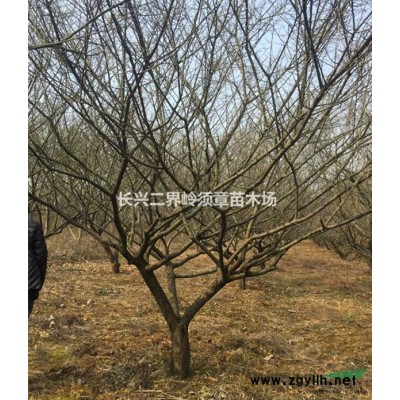 長興香樟供應，香樟價格