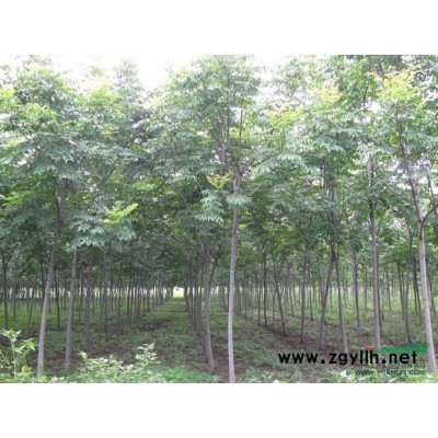 廣玉蘭價格，廣玉蘭樹價格，2016年廣玉蘭價格