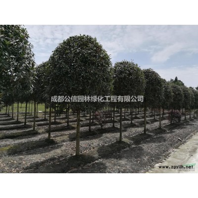 成都25公分銀杏 成都22公分銀杏 成都28公分銀杏