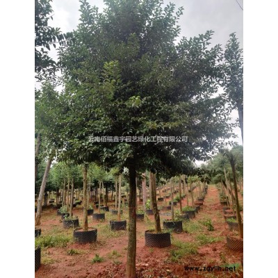 米徑8-30厘米（香樟）