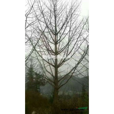 廣西省桂林市全州龍躍苗木供應桂花，銀杏，紅楓,