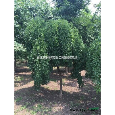 廣玉蘭，中華石楠等