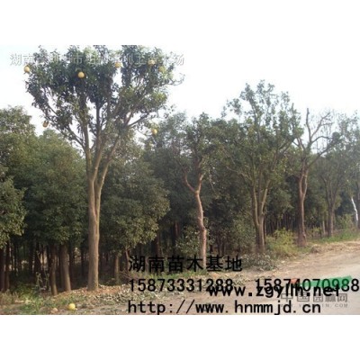 湖南香樟-2022年湖南移栽香樟價格-香樟樹