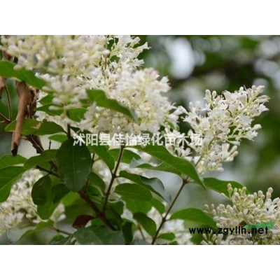 香樟樹苗  香樟樹大香樟樹價格園林綠化 小區(qū)綠化