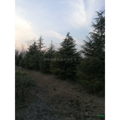 精品廣玉蘭行情報價\精品廣玉蘭圖片展示