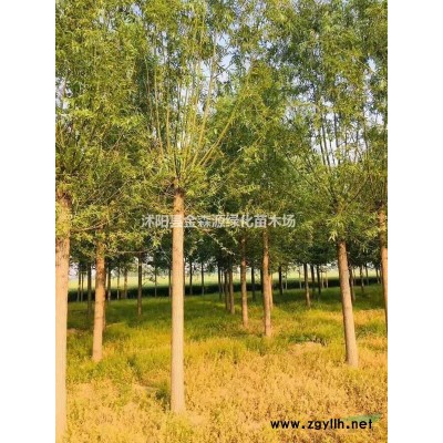 廣玉蘭產地 廣玉蘭圖片 廣玉蘭價格