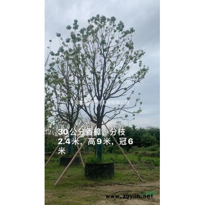 湖北香樟-荊州香樟樹-荊門香樟