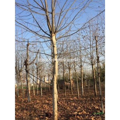 銀杏15公分200棵出售，價格美麗