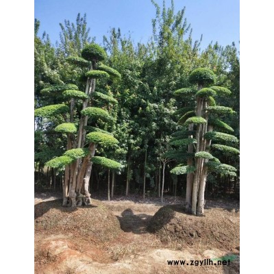 湖南廣玉蘭批發本基地有各種規格廣玉蘭