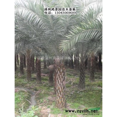 漳州叢生香樟批發(fā) 漳州多桿香樟價格便宜 精品叢生香樟