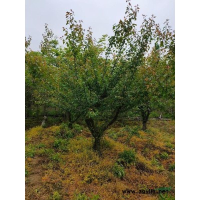 廣玉蘭苗木價格