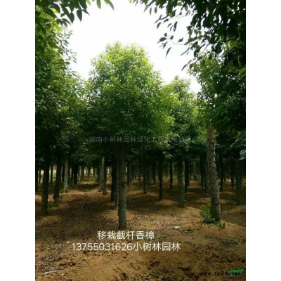 湖南本地大銀杏