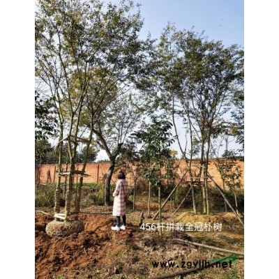 湖南香樟欒樹桂花廣玉蘭樸樹碰柑橘子樹香泡香櫞落羽杉水杉池杉