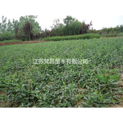 2022年江蘇廣玉蘭新報價 廣玉蘭基地