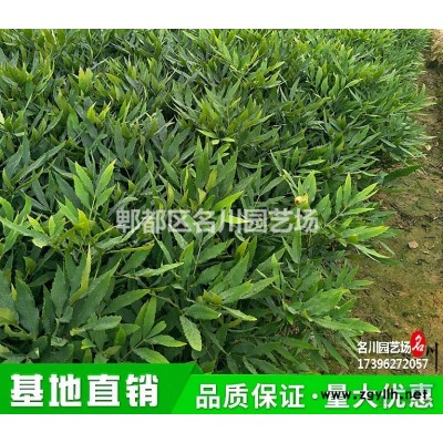 成都精品銀杏樹批發基地_銀杏苗木價格_銀杏園_郫縣名川園藝場