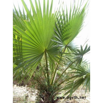 大量出售香樟桂花欒樹美國紅楓紫薇等樹及各種大小球類和色塊苗