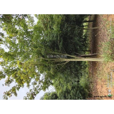 精品銀杏28/30公分