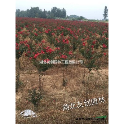 湖北香樟、香樟報價