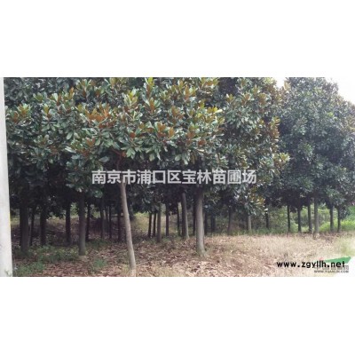 長期大量供應1至25公分廣玉蘭