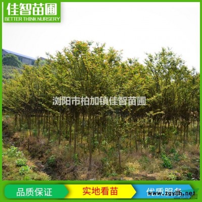 湖南廣玉蘭/廣玉蘭價格/精品廣玉蘭價格/廣玉蘭工程樹價