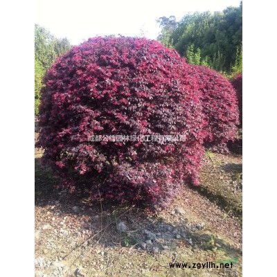 供應叢生香樟，多頭香樟，四川成都香樟基地。