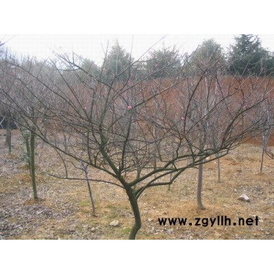 銀杏、廣玉蘭、石楠、紅梅