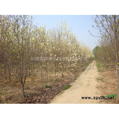 大規格白玉蘭，七葉樹，三角楓，香樟  ，大規格白蠟，