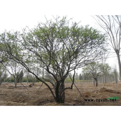 供應天津薊縣優(yōu)質苗木銀杏